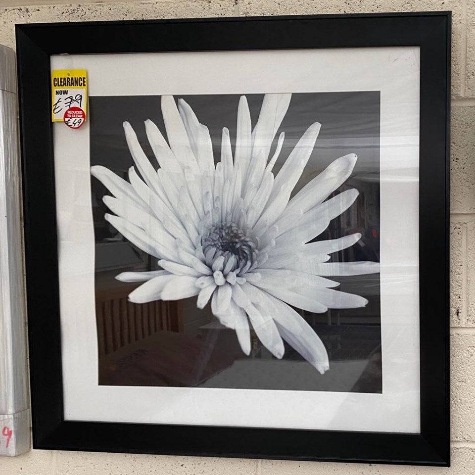 Daisy Flower Closeup Portrait - Luxury Interiors