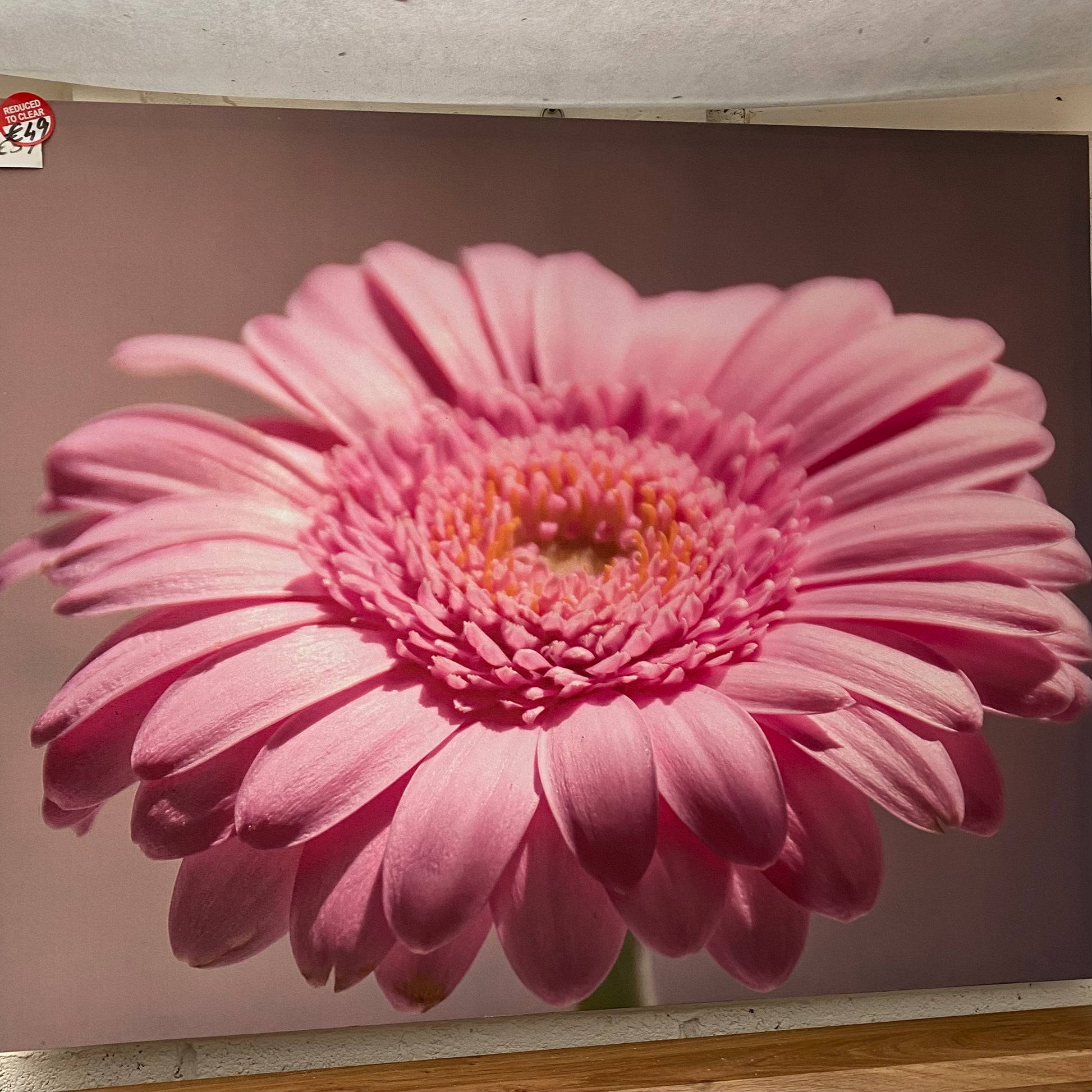 Large Vibrant Pink Dandelion Flower Canvas - Luxury Interiors